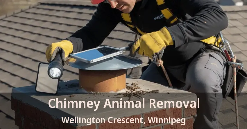 Chimney Animal Removal Wellington Crescent, Winnipeg - MB
