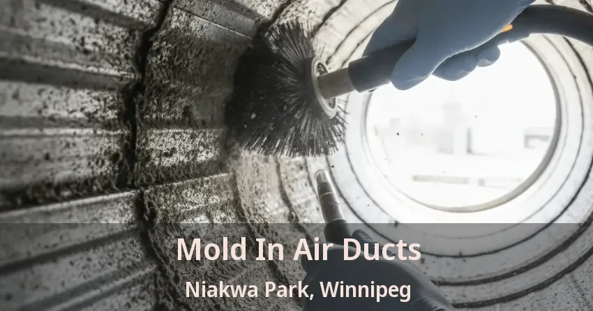 Mold In Air Ducts Niakwa Park, Winnipeg - MB Mold In Air Ducts Niakwa Park, Winnipeg - MB
