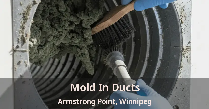 Mold In Ducts Armstrong Point, Winnipeg - MB Mold In Ducts Armstrong Point, Winnipeg - MB