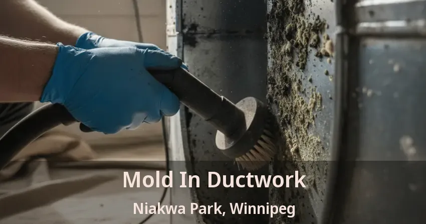Mold In Ductwork Niakwa Park, Winnipeg - MB